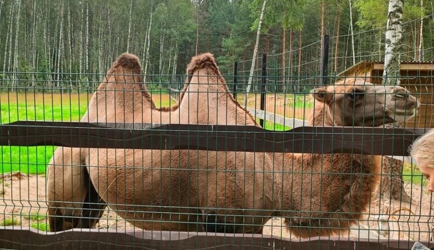 Зоопарк